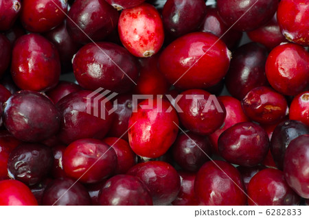 cranberry  6282833
