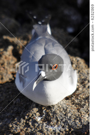 gull, sea gull, south america 6282869