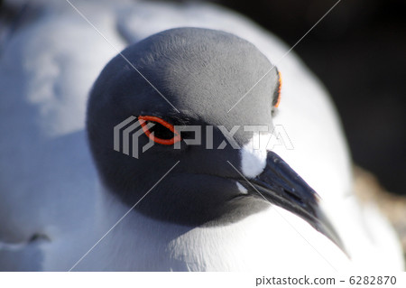 gull, gulls, sea gull 6282870