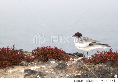 gull, gulls, sea gull 6282871