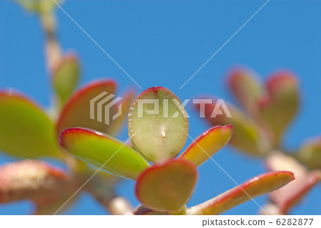 金錢樹 金錢樹 6282877