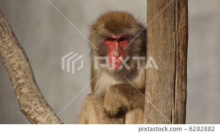 Boss Monkey Boss Monkey 6282882