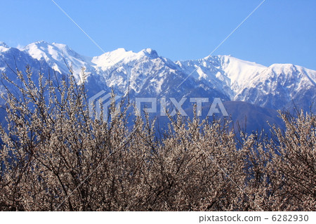 中央平原花和多雪的中央阿爾卑斯山 中央平原花和多雪的中央阿爾卑斯山 6282930