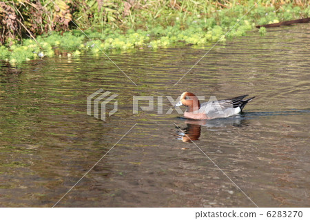  Wigeon 6283270
