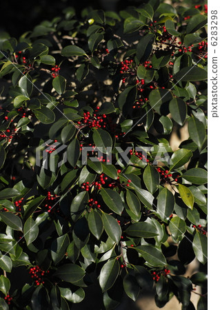 冬青 6283298