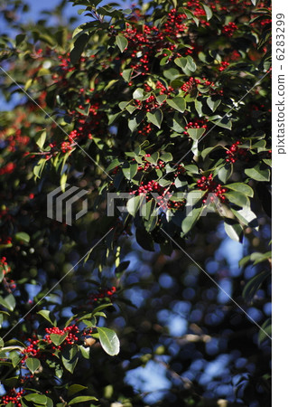 冬青 6283299