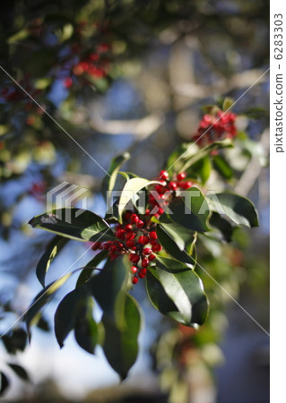 冬青 6283303