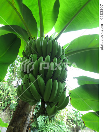 Banana tree and fruit Banana tree and fruit 6283307