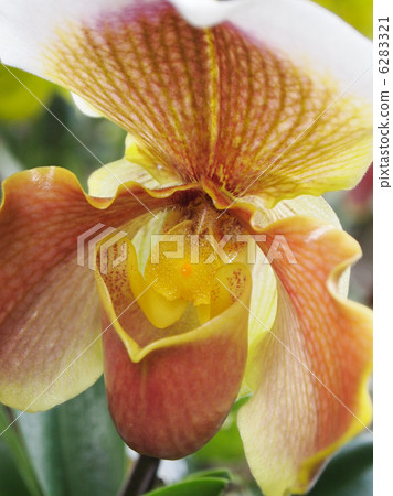 Paphiopedylum Paphiopedylum 6283321