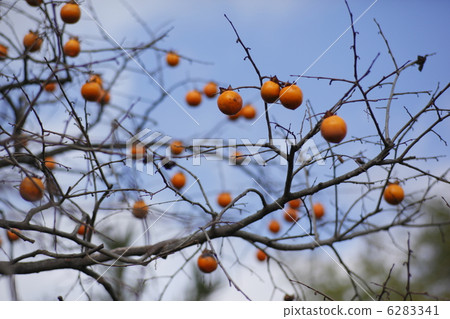 persimmon 6283341