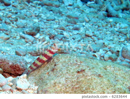 Kubiakahaze Kubiakahaze 6283644