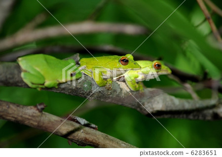 Moria鷗青蛙 Moria鷗青蛙 6283651