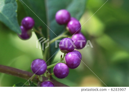 Small purple seeds 6283907