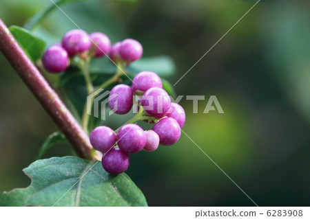 Small purple seeds Small purple seeds 6283908