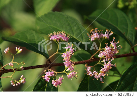 小紫色的花朵 6283923