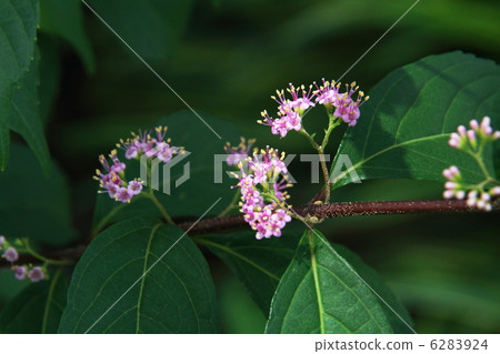 小紫色的花朵 6283924