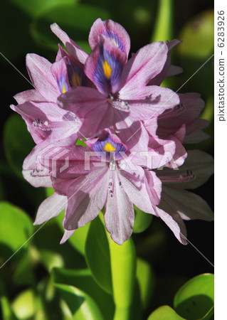 Water hyacinth Water hyacinth 6283926