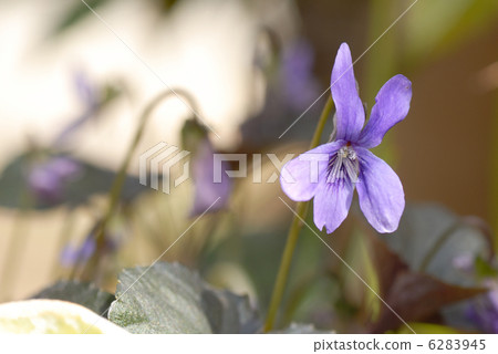 紫羅蘭花 6283945