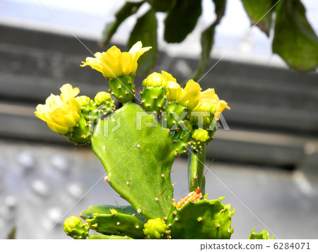 Fan cactus 6284071