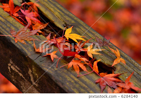 落葉 落葉 6284140