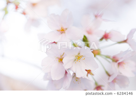 希望櫻花樹。祈禱重建 6284146