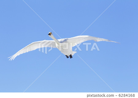 斯旺天鵝 6284168