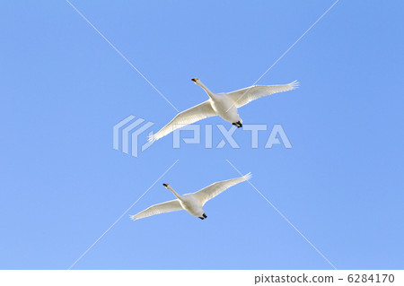 天鵝夫婦飛行 6284170