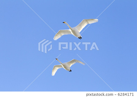 天鵝夫婦飛行 6284171