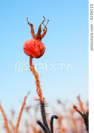 Rose hips covered with ice 6284219