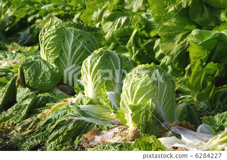 大白菜大白菜在領域的成長 大白菜大白菜在領域的成長 6284227