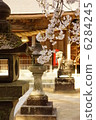 Sakura of Inari Shrine (Saga Prefecture) 6284245