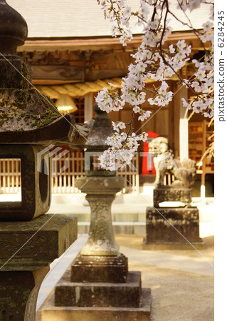 Sakura of Inari Shrine (Saga Prefecture) Sakura of Inari Shrine (Saga Prefecture) 6284245