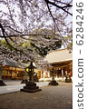 Sakura of Inari Shrine (Saga Prefecture) 6284246