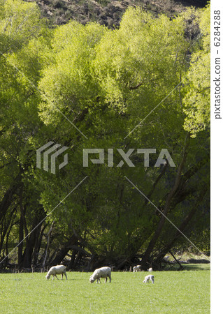 親子羊 6284288