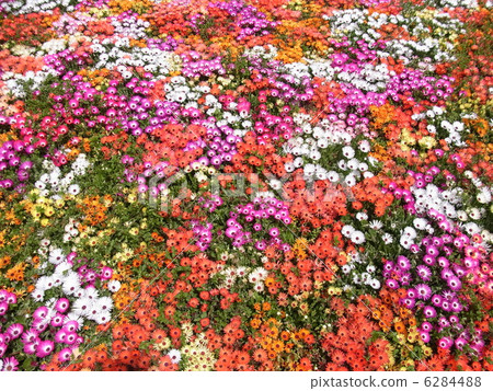 Livingston · Daisy 6284488