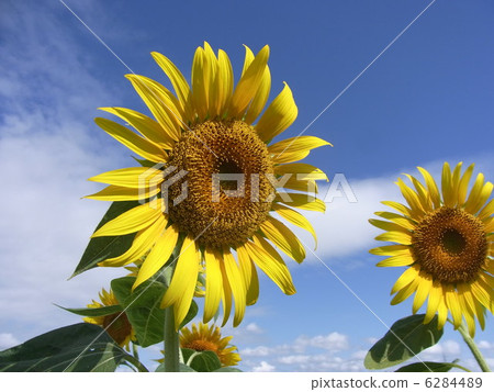 sunflower	 6284489