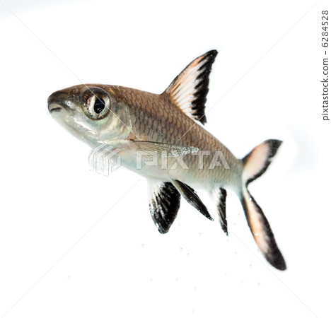 Bala Shark or Silver Shark (Balantiocheilus melanopterus) 6284528