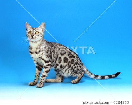 Bengal looking to the left Bengal looking to the left 6284553