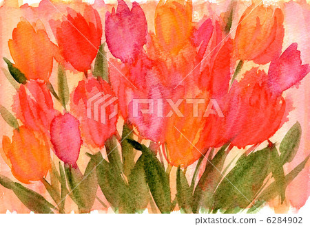 鬱金香 花朵 花 6284902