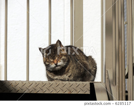 Cat falling asleep Cat falling asleep 6285117
