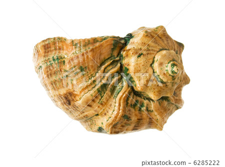 sea shell 6285222