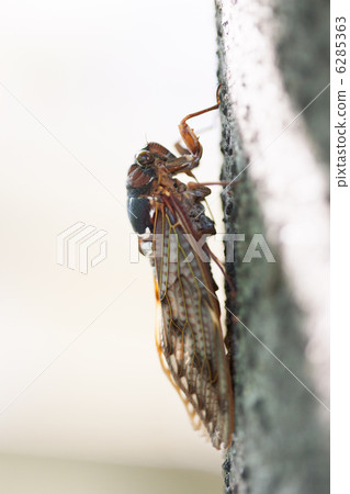 阿巴扎米 阿巴扎米 6285363