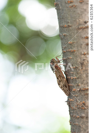 阿巴扎米 6285364