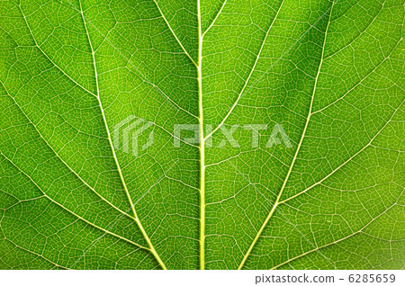 Leaf of a plant 6285659
