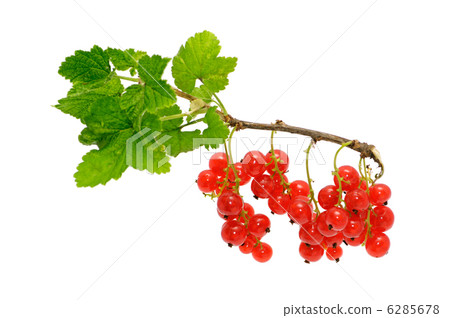 red currant 6285678