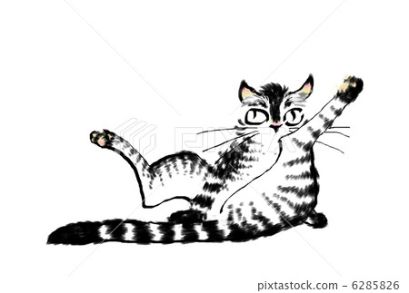 Cat Cat 6285826