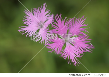 fringed pink, dianthus, epitome of feminine beauty 6285936