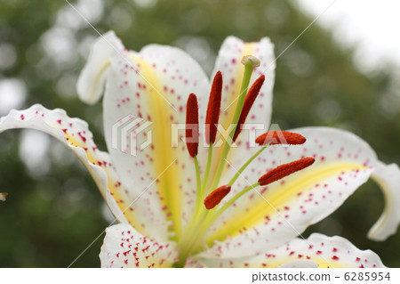 百合 莉莉 高麗百合 6285954