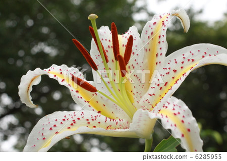 百合 莉莉 高麗百合 6285955