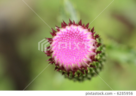 薊花 大薊 植物 6285956